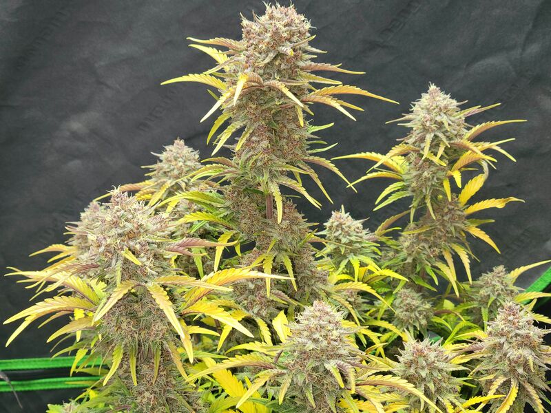 Guava Auto, Фасовка: 5, изображение 26